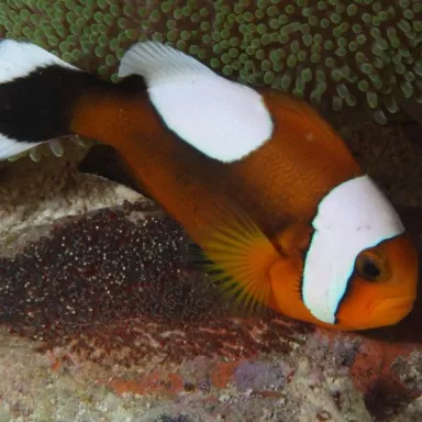 Amphiprion Polymnus M
