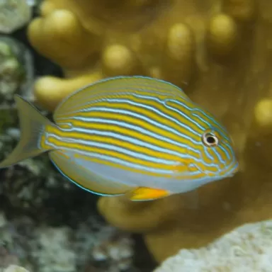 Acanthurus Lineatus S