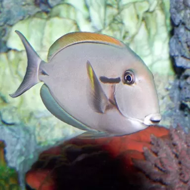 acanthurus nigricauda M