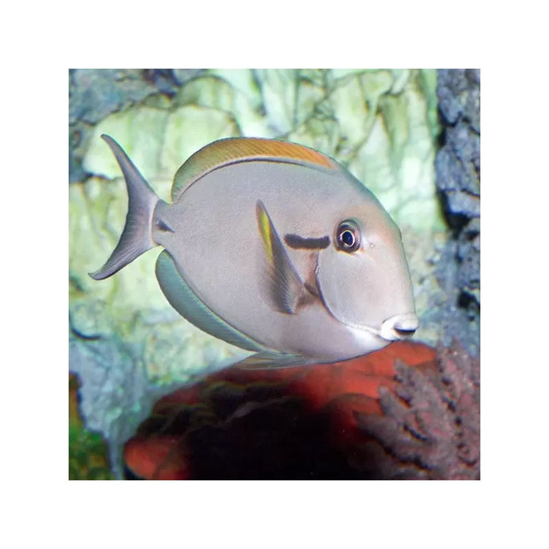 acanthurus nigricauda M