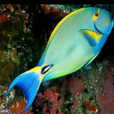 acanthurus xanthopterus M