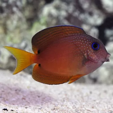 Ctenochaetus binotatus | Coralandfishstore.nl