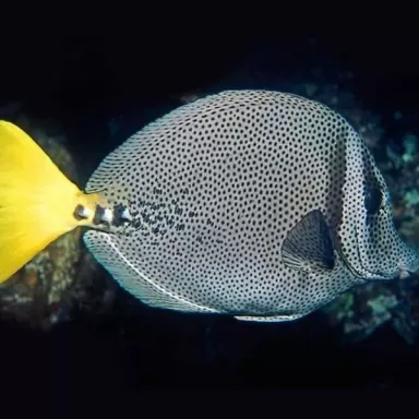 Prionurus punctatus M