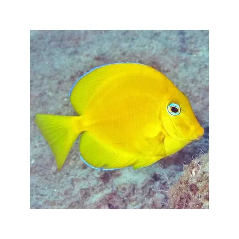 acanthurus coeruleus M