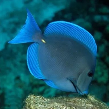 acanthurus coeruleus M