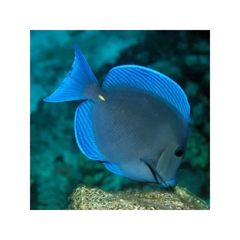 acanthurus coeruleus M