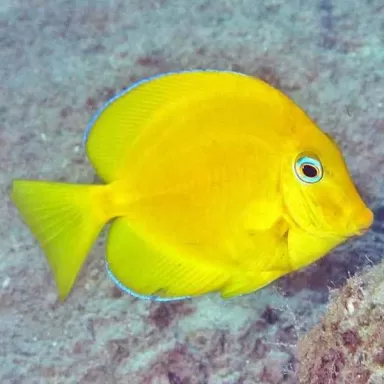 acanthurus coeruleus 