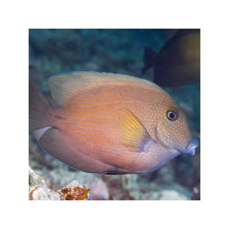 Ctenochaetus cyanocheilus