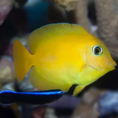 Ctenochaetus cyanocheilus