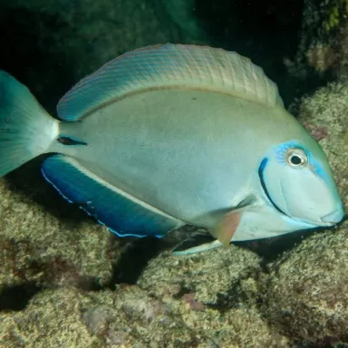 acanthurus bahianus M