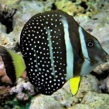 acanthurus guttatus L