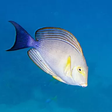 acanthurus xanthopterus L
