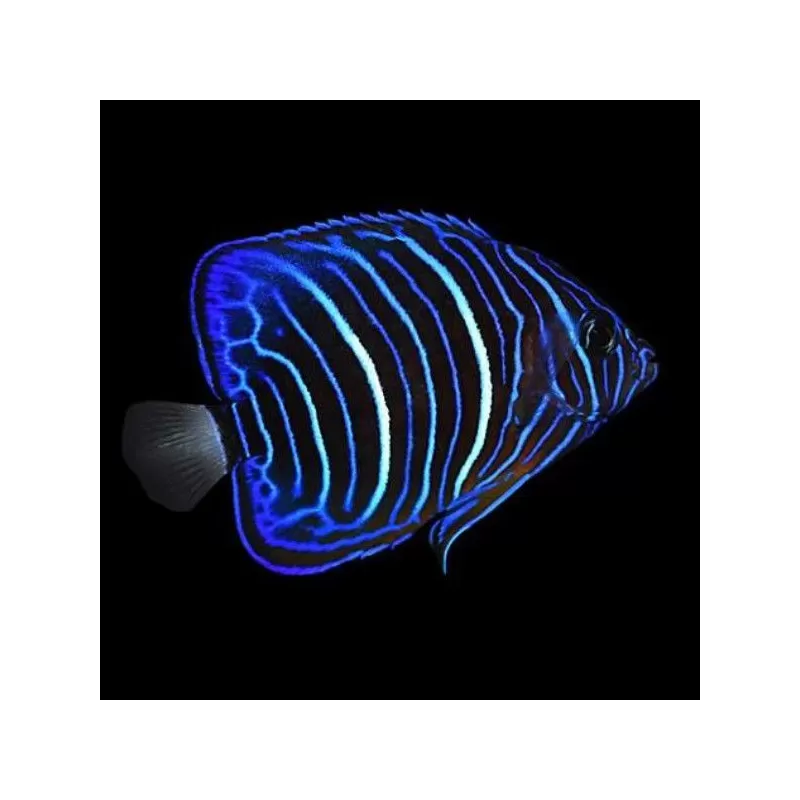 Pomacanthus Annularis M