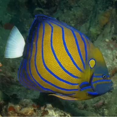 pomacanthus annularis XL