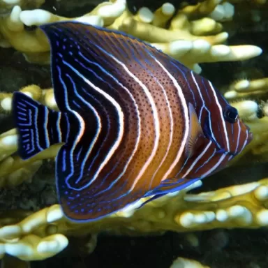 pomacanthus semicirculatus M