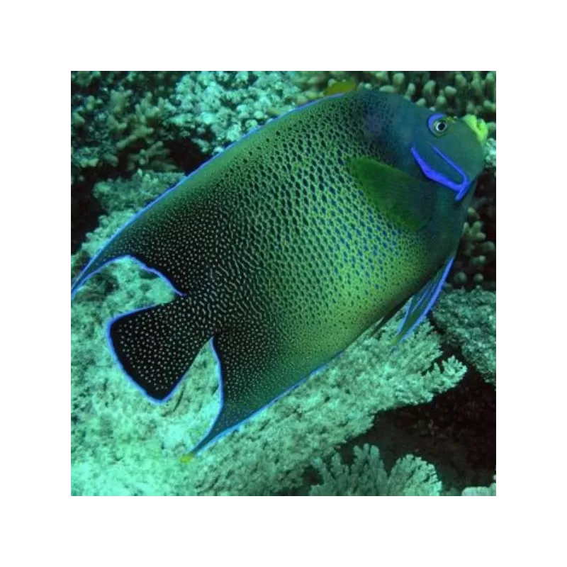 pomacanthus semicirculatus M