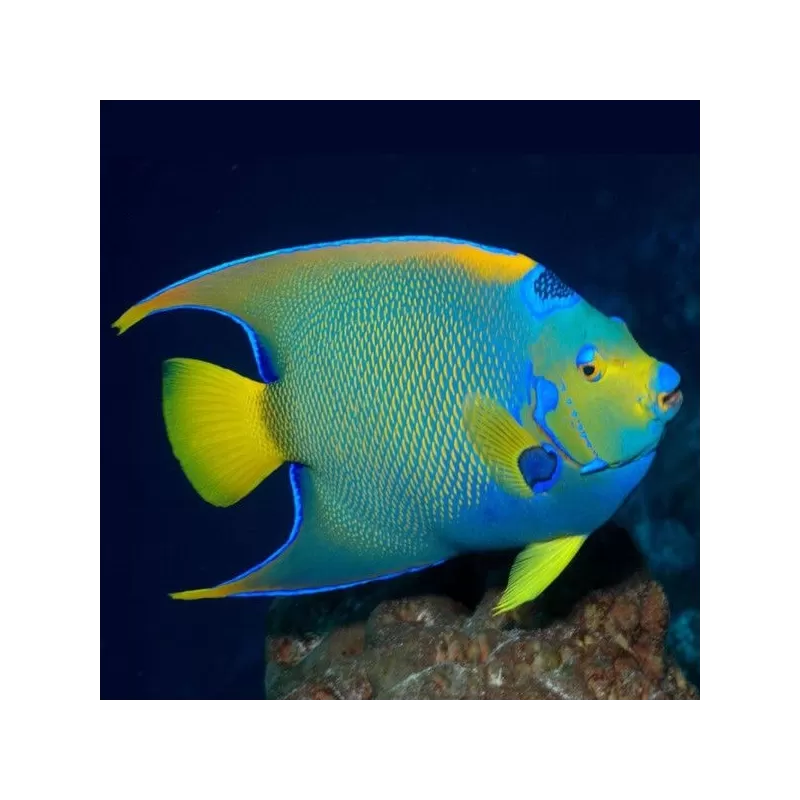 Holacanthus Ciliaris S