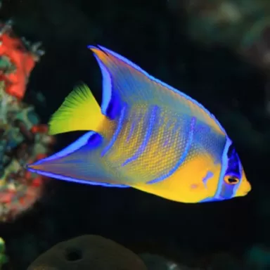 Holacanthus Ciliaris L