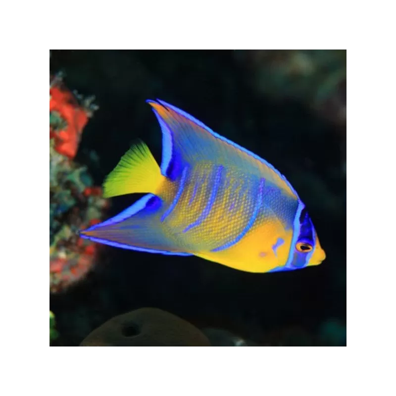 Holacanthus Ciliaris L