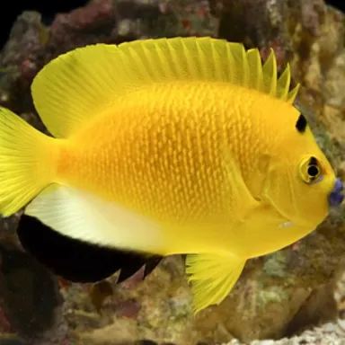 apolemichthys trimaculatus L