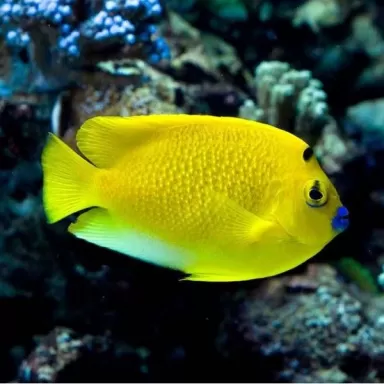 Apolemichthys Trimaculatus S