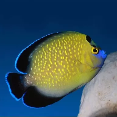 Apolemichthys Xanthopunctatus M