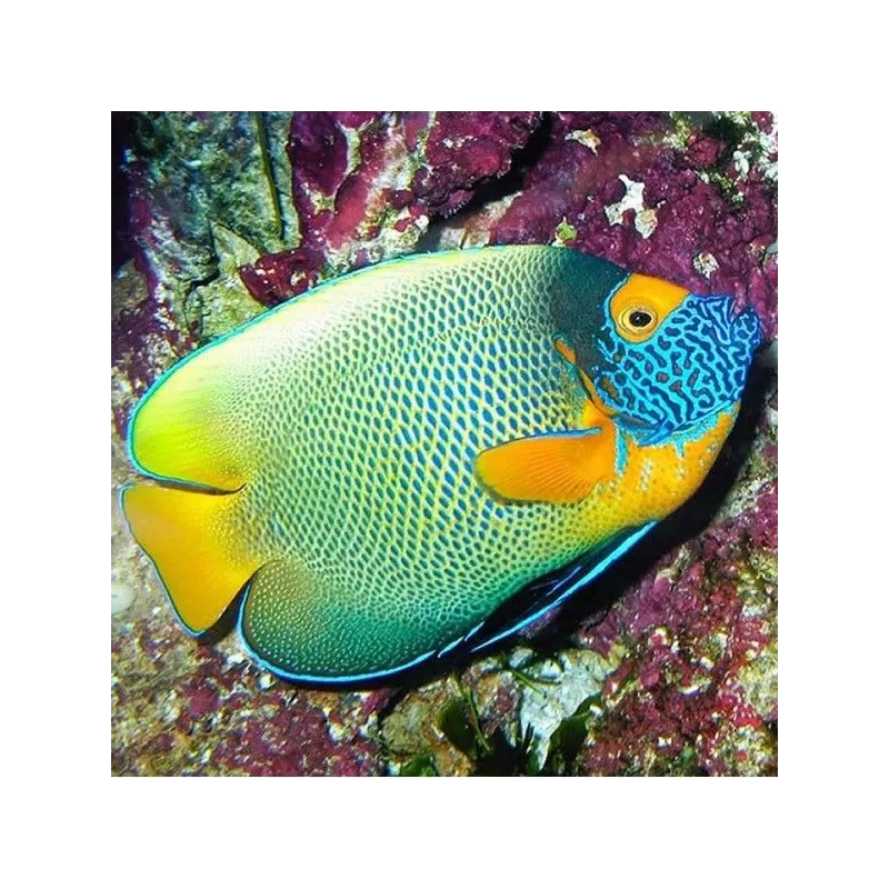 Pomacanthus Xanthometopon Juv (M)