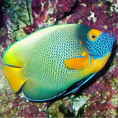 Pomacanthus Xanthometopon M