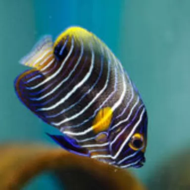 Pomacanthus Xanthometopon M