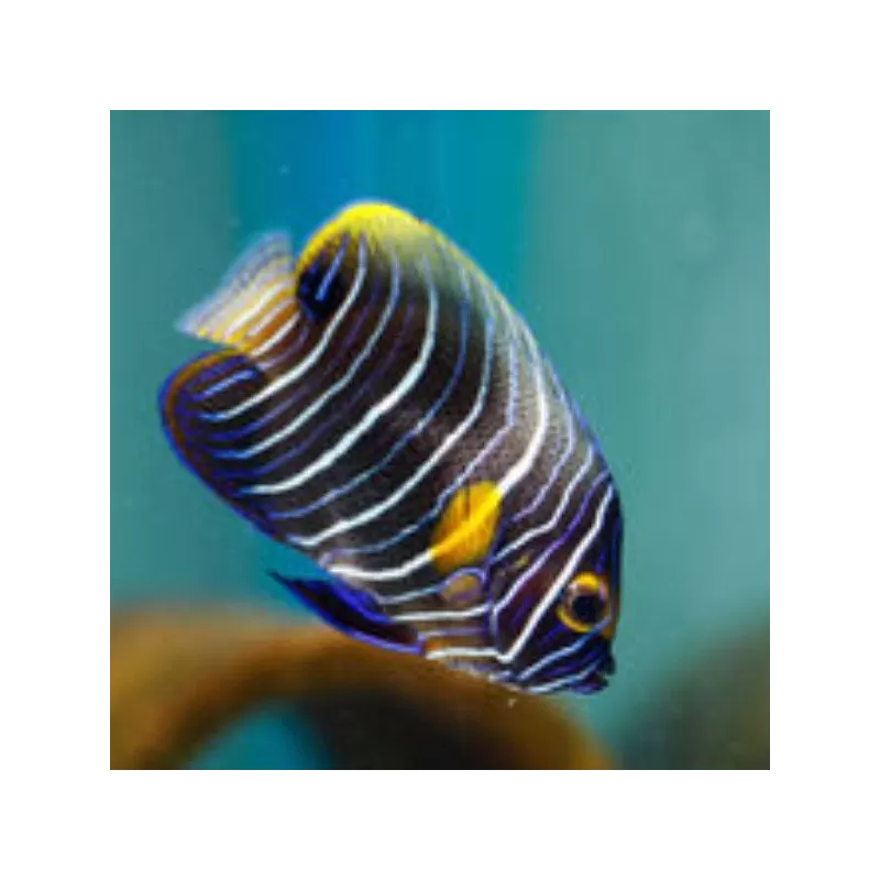 Pomacanthus Xanthometopon M