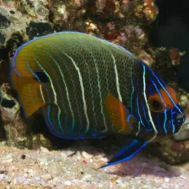 Pomacanthus Xanthometopon Juv S