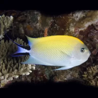 Genicanthus Melanospilus female M