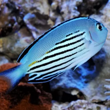 Genicanthus Watanabei female