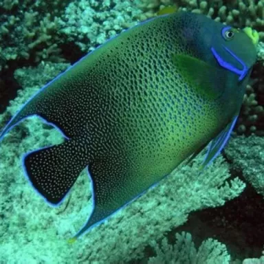 Pomacanthus semicirculatus S