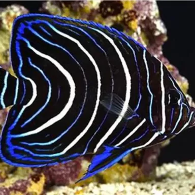 pomacanthus semicirculatus XL