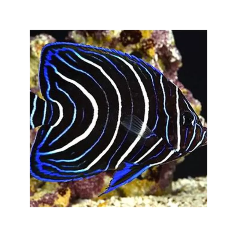 pomacanthus semicirculatus M