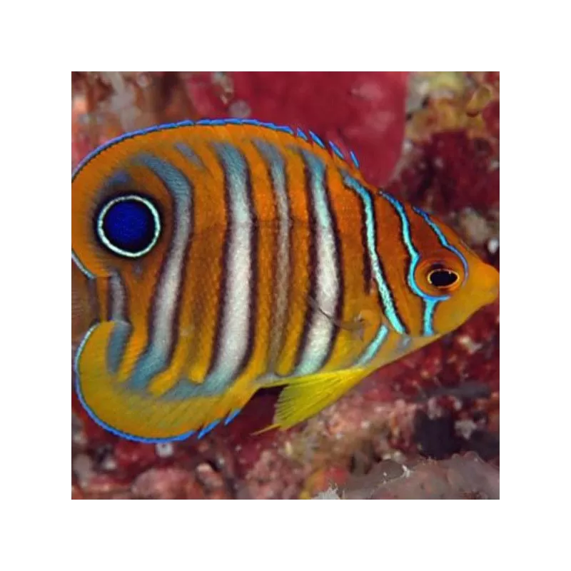 Pygoplites Diacanthus M