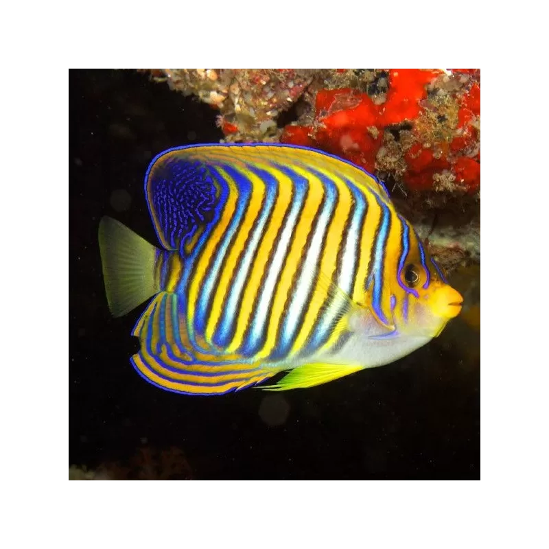 Pygoplites Diacanthus S