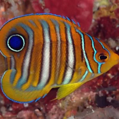 Pygoplites Diacanthus S