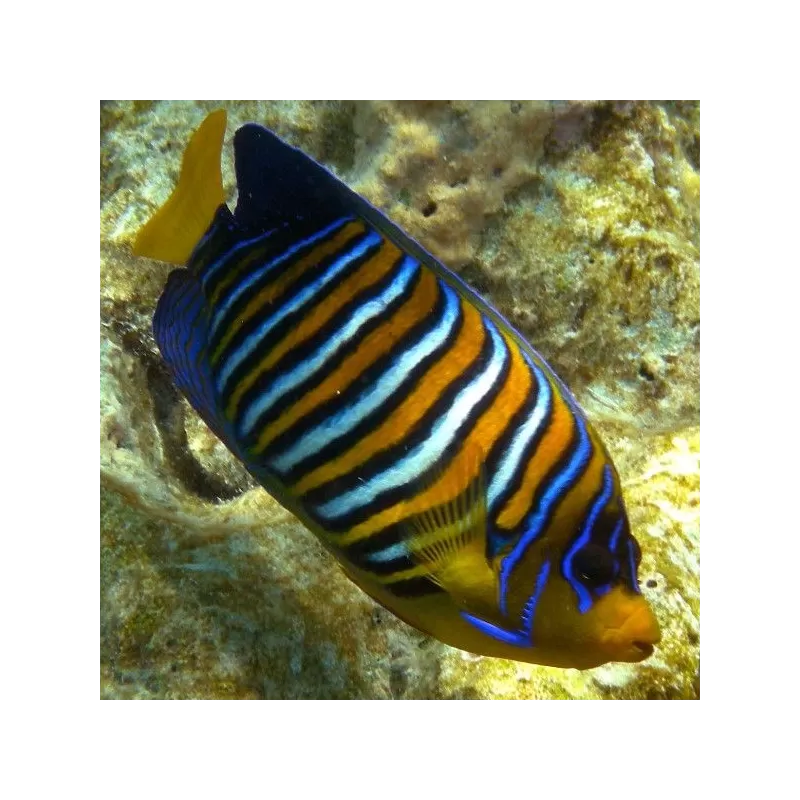 Pygoplites Diacanthus S