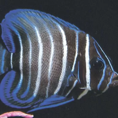 pomacanthus sexstriatus M