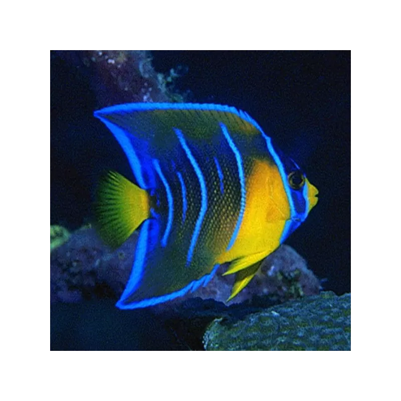 Holacanthus Ciliaris XL