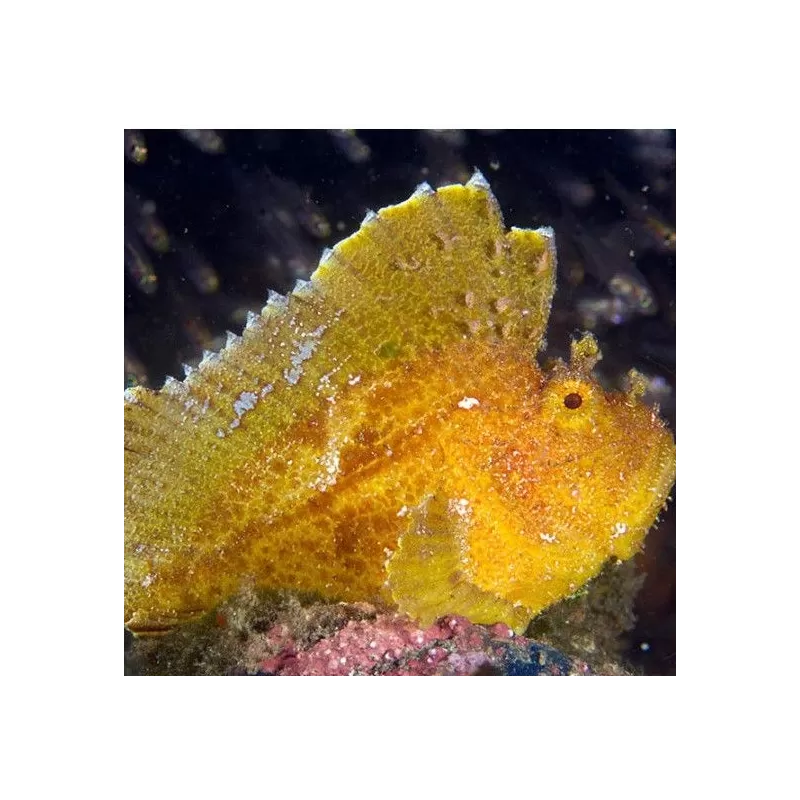 taenianotus triacanthus