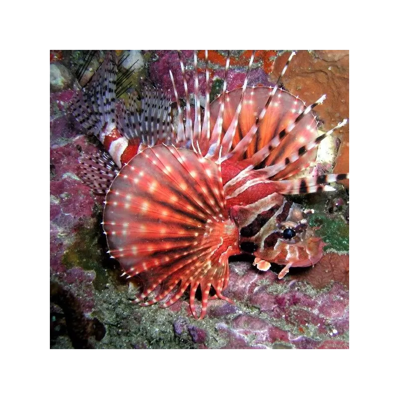 Dendrochirus Zebra M