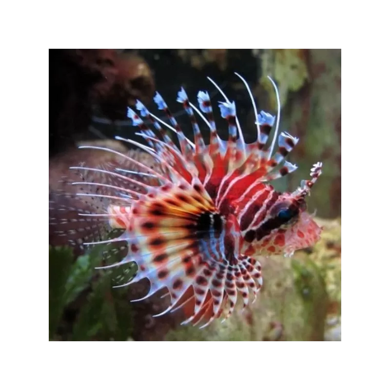 Dendrochirus Zebra M