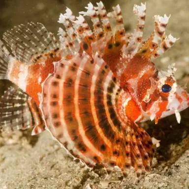 dendrochirus brachypterus M