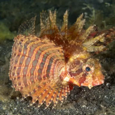 dendrochirus brachypterus M