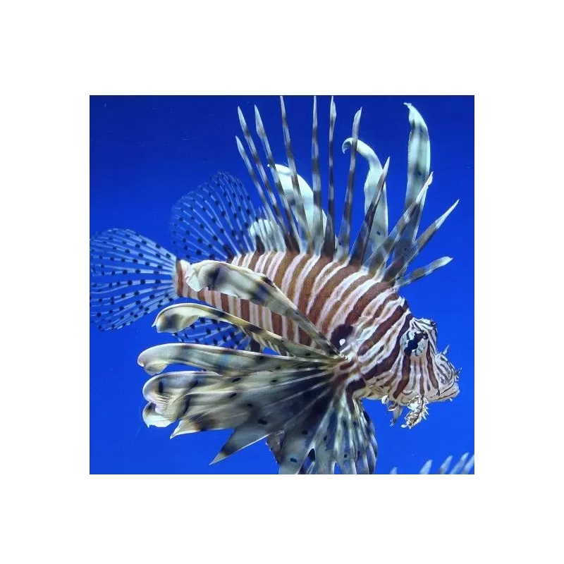 Pterois Volitans – Der große Rotfeuerfisch | Coralandfishstore.nl