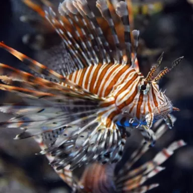 pterois miles M