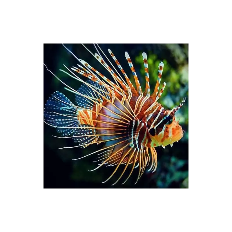 Pterois Antennata M